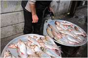 مصرف کنندگان گرامی از خرید هر نوع ماهی ومیگو، ازخودروهای سیار و فروشندگان دوره گرد خودداری کنند.